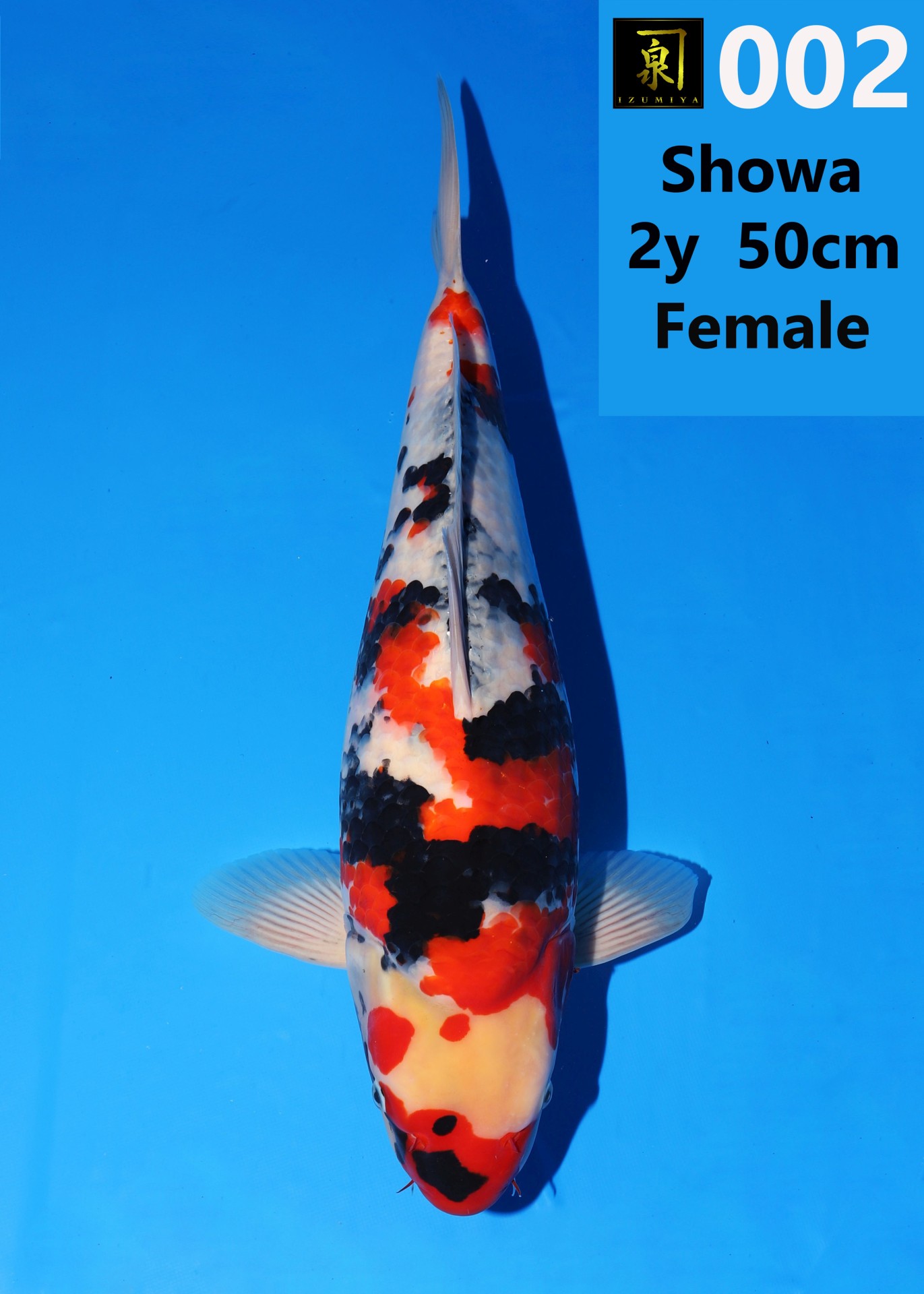 2025IKEAGE Start Web Auction