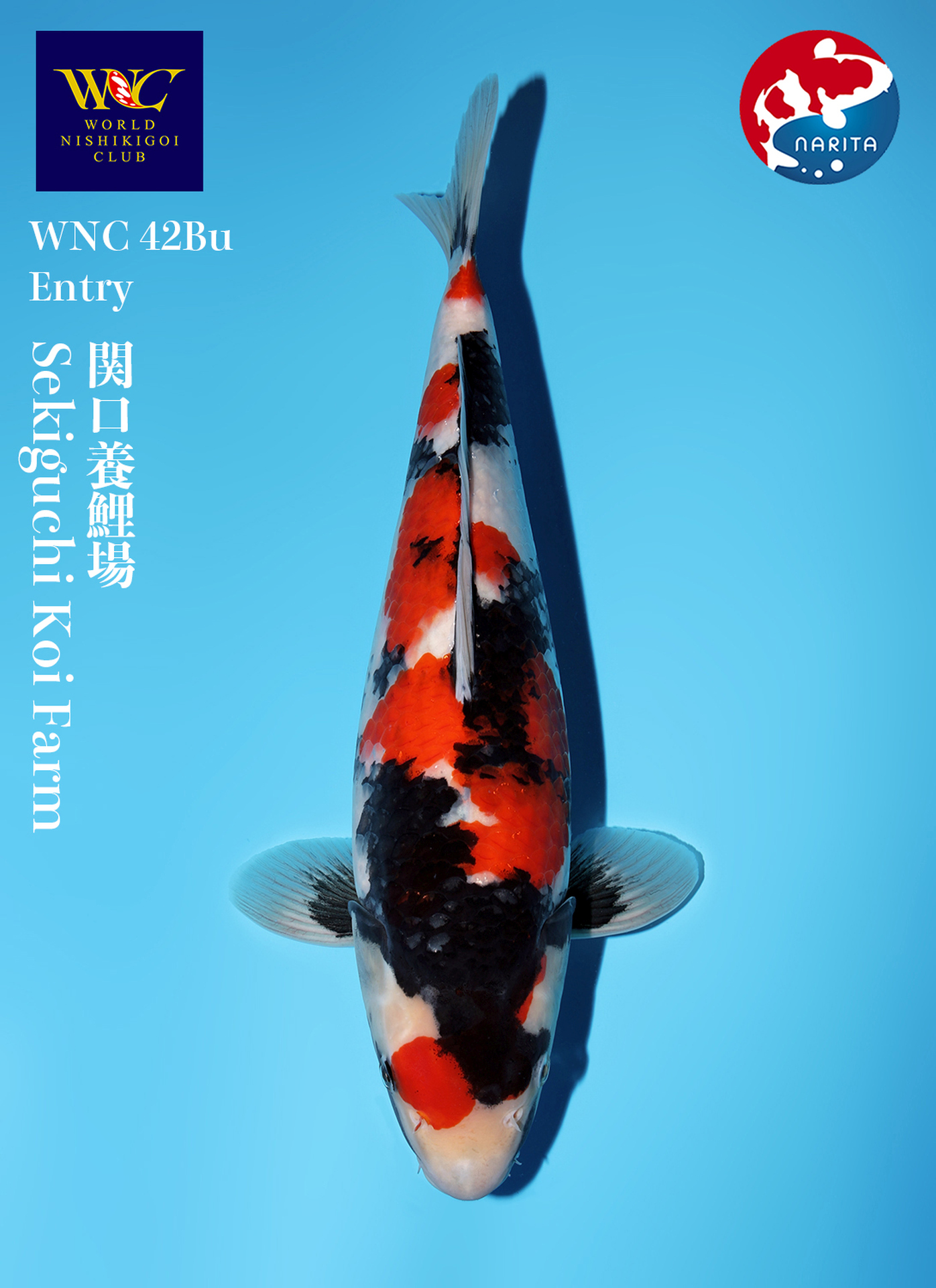 WNC Online Auction